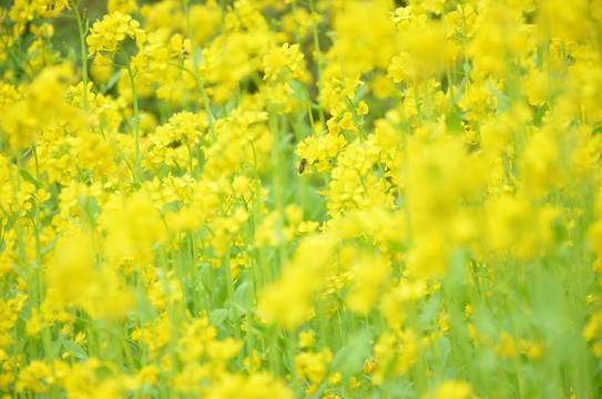 油菜花开蜜蜂采