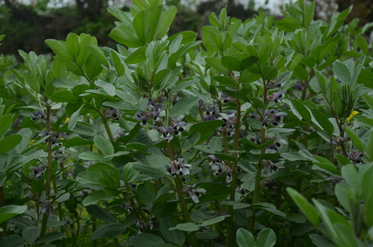 胡豆花开结果