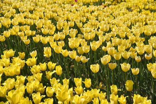 郁金香花卉