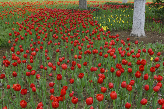 郁金香花海