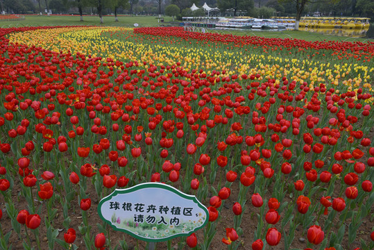 公园郁金香花卉