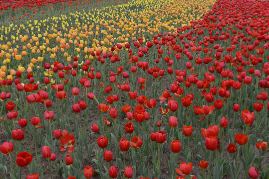 公园郁金香花卉