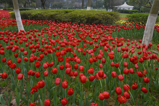 公园郁金香花卉