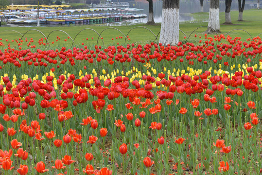 公园郁金香花卉