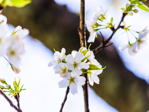 樱花