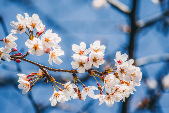 樱花