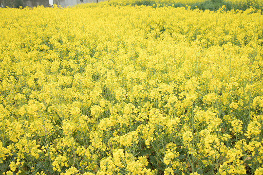 油菜花田