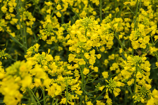 油菜花