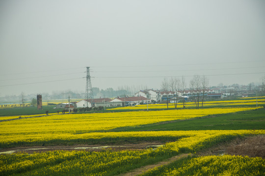 油菜花田