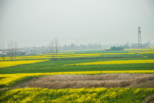 油菜花田