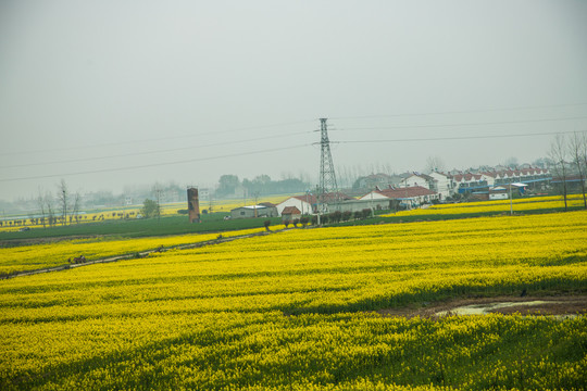 油菜花田