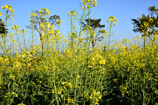 油菜花