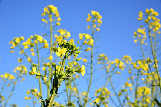 油菜花