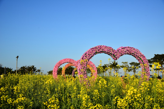 油菜花田