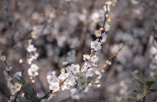 绍兴沈园梅花