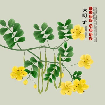 手繪決明子