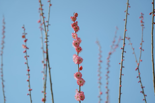 梅花