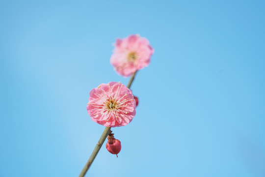 梅花