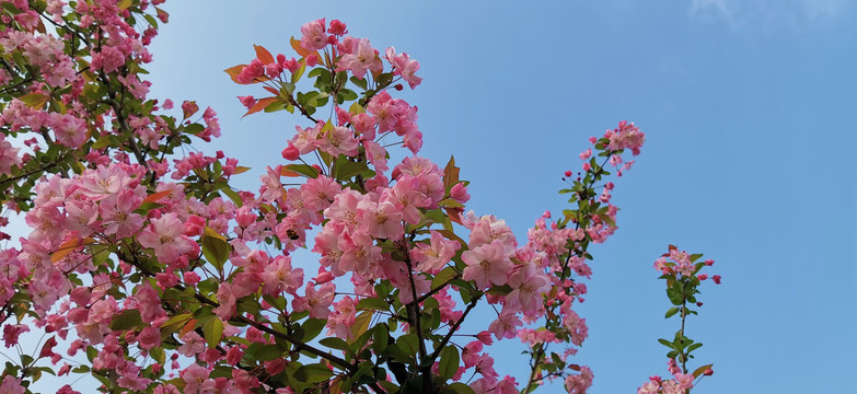 春日樱花