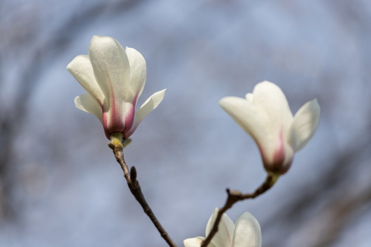 玉兰花开