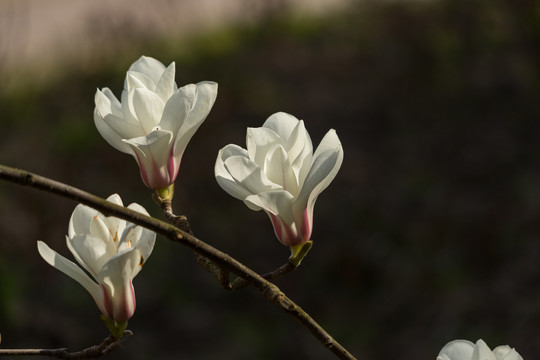 玉兰花开