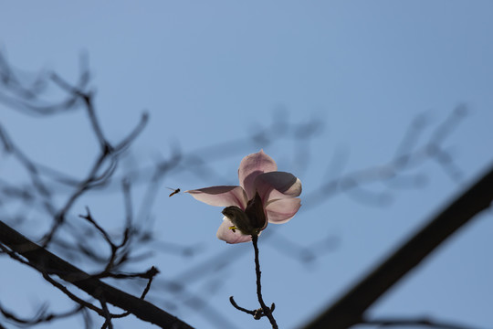 玉兰花开