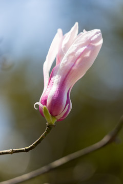 玉兰花开