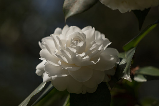 山茶花开