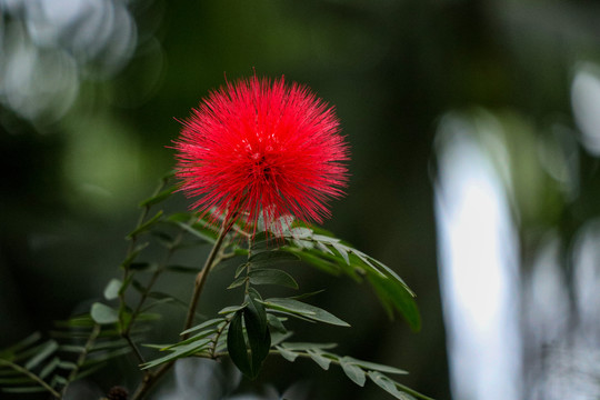 朱缨花