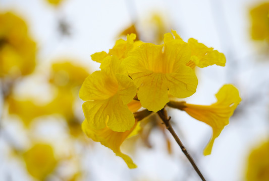 黄花风铃木