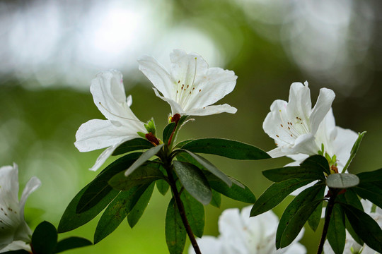 白花杜鹃