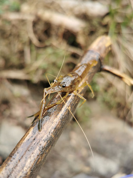 河虾