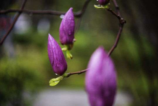 紫玉兰花