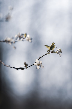 初春李花