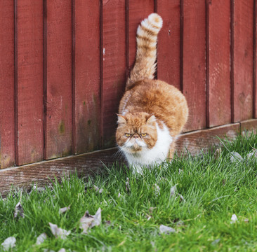 街角肥猫