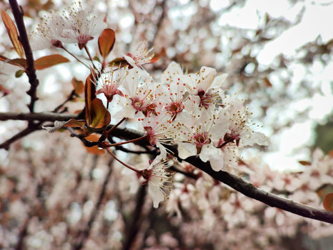 樱花