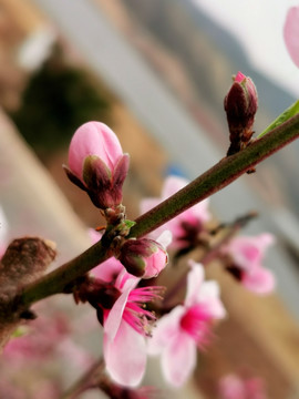 桃树开花特写