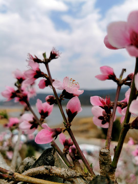 桃树开花