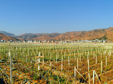 葡萄种植基地