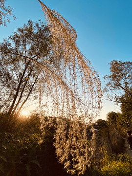 唯美夕阳下的芦苇