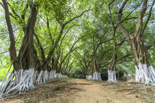 阳光树林风景画