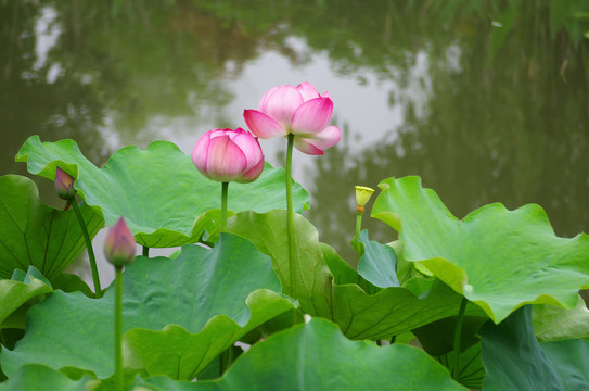 菱溪公园清新荷花