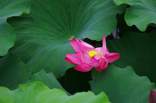 菱溪公园清新荷花