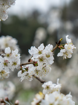 樱桃花