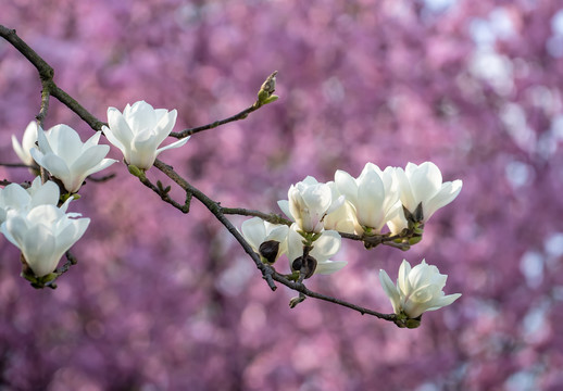 红梅花玉兰花