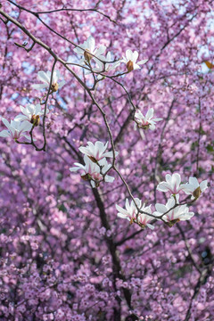 红梅花玉兰花