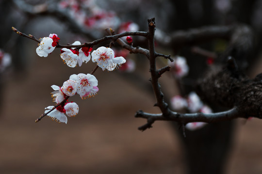 杏花枝干素材