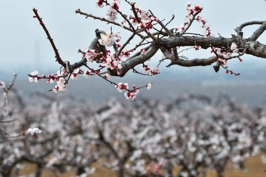 杏花枝干素材