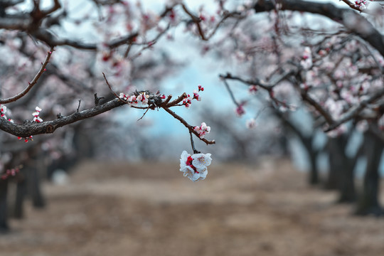 杏花枝干素材