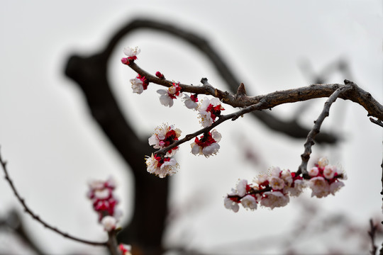 杏花枝干素材